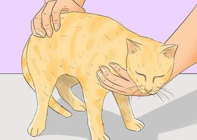 Как сделать клизму кошке в домашних условиях | как поставить, видео