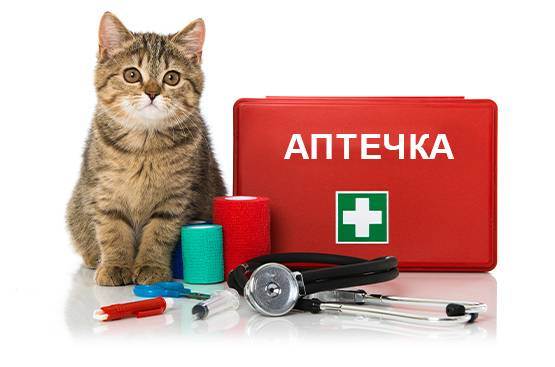 Нужна ли аптечка для кошки в дороге? что туда входит? | все про путешествия с животными