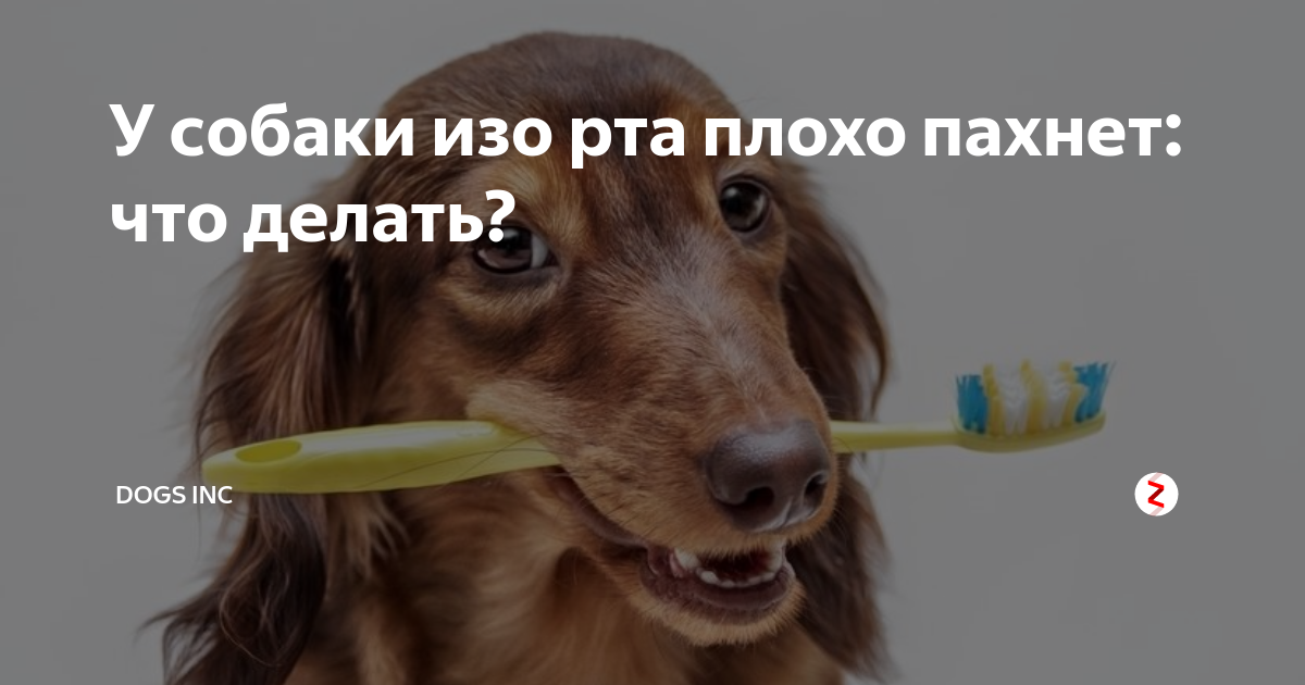 Почему у собаки пахнет изо рта? │ рыбой, тухлятиной, гнилью? мочой? что делать?