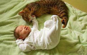 Кошка и новорожденный в доме - кот и новорожденный ребенок - запись пользователя антошка (id1600323) в сообществе домашние животные в категории дети и животные - babyblog.ru