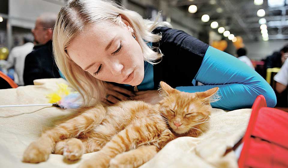 Советы ветеринаров после стерилизации: как правильно кормить кастрированных кошек сухим и влажным кормом, в том числе уличную стерилизованную кошку