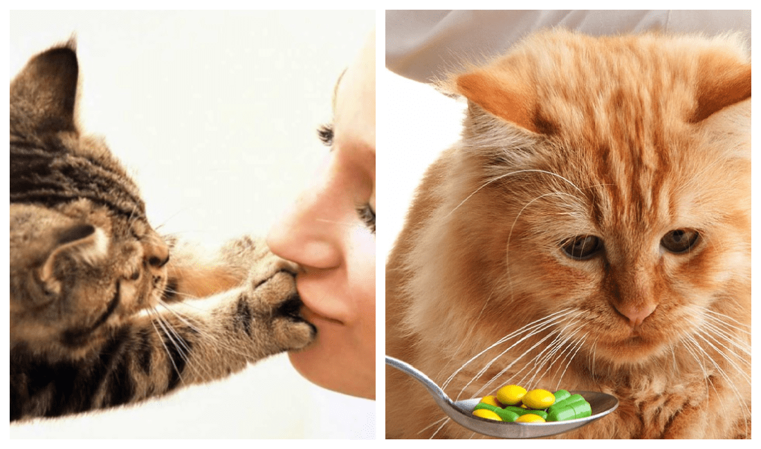 Почему нельзя целовать кошек: причины и последствия
почему нельзя целовать кошек: причины и последствия