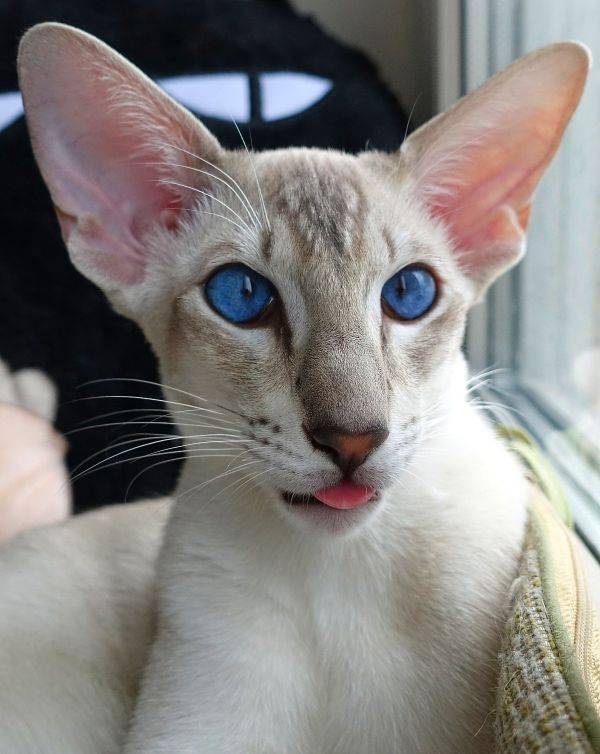 Кошки и коты с большими ушами: порода | фото, цена
