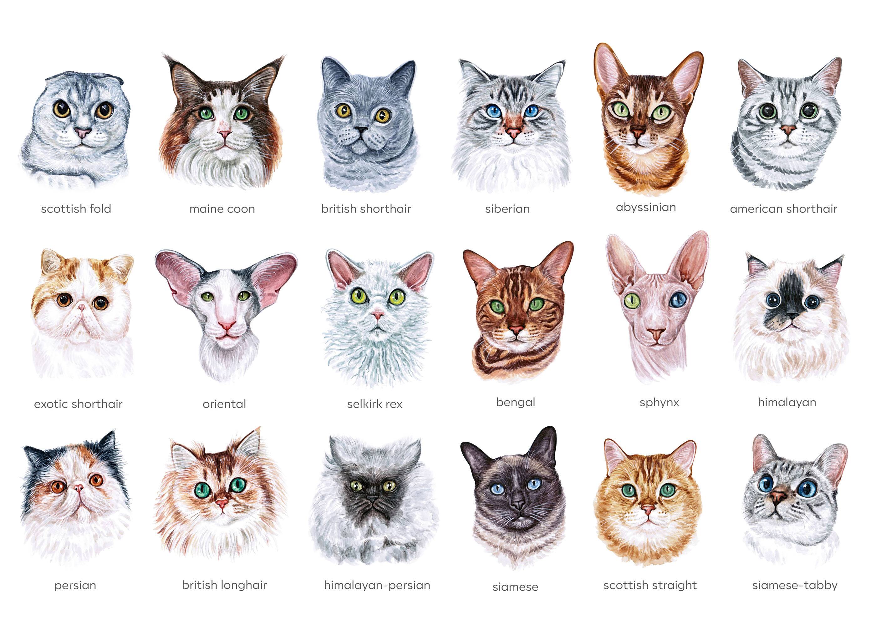 Сколько видов кошек существует в мире