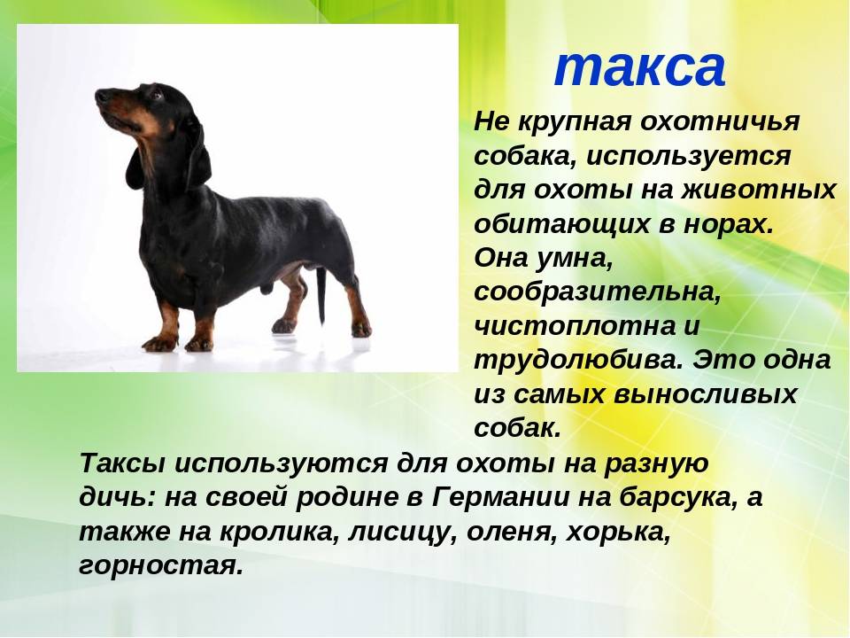 Такса: описание породы, внешний вид собаки с фото, ее характер, особенности ухода и содержания