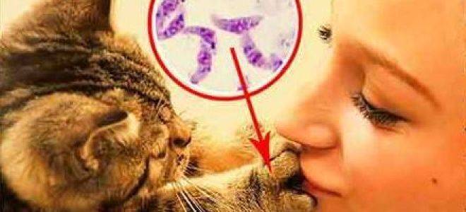 Симптомы токсоплазмоза у кошек