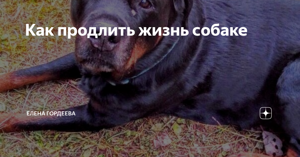 Особенности содержания возрастной собаки | блог ветклиники "беланта"