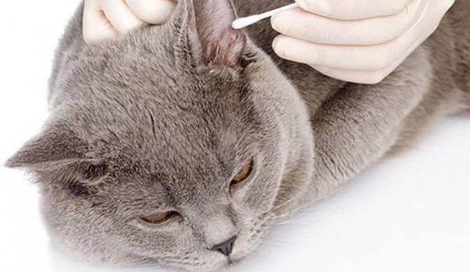 Как чистить уши котенку и какие средства использовать
как чистить уши котенку и какие средства использовать