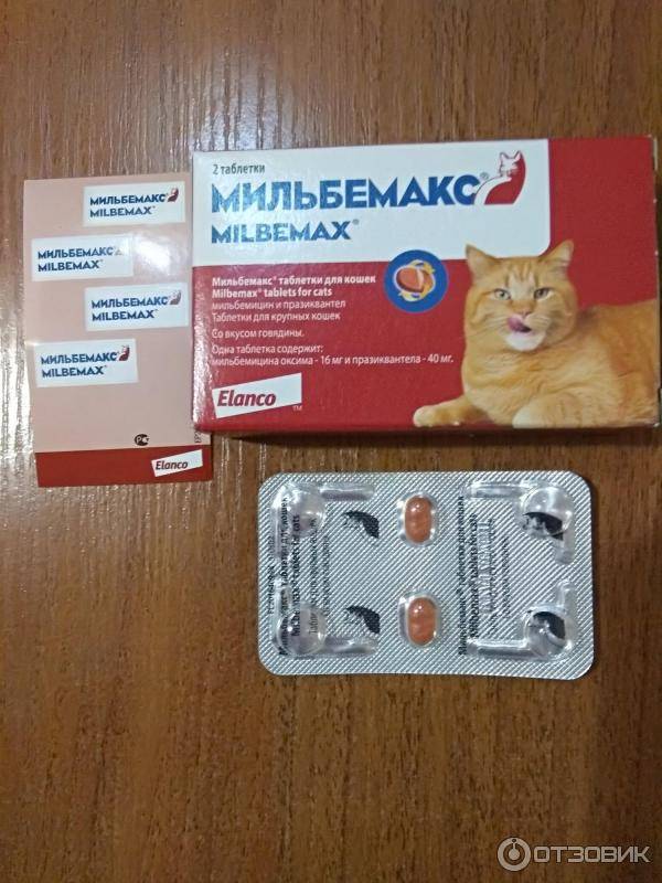 Инструкция по применению препарата "цестал" для кошек