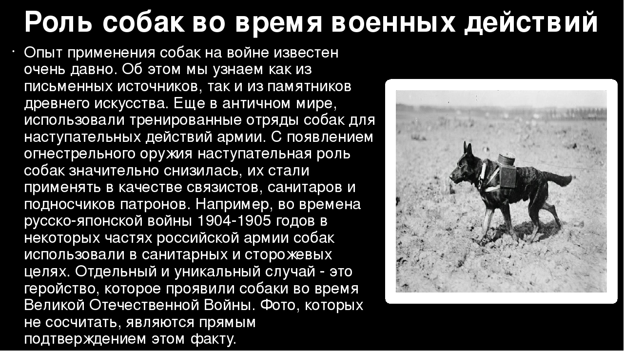 Собаки на войне: подвиги собак на великой отечественной войне