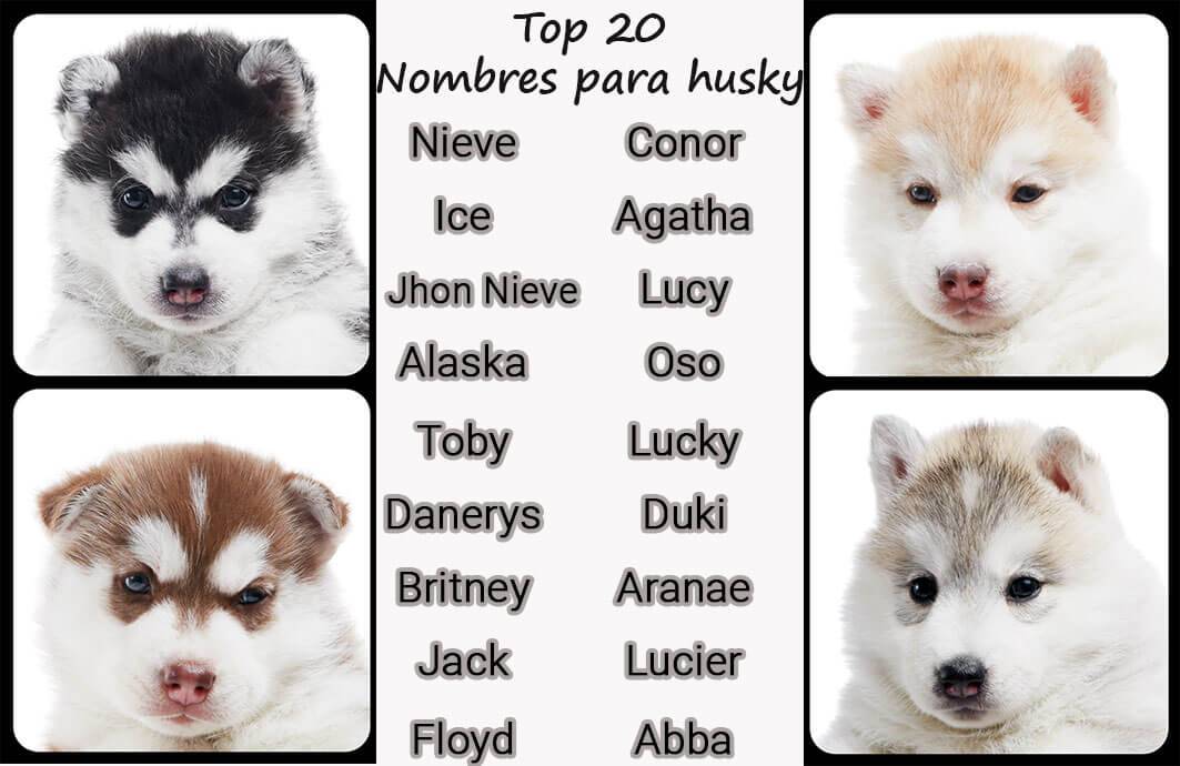 Имена и клички для собаки девочки хаски - красивые имена для собак девочек породы хаски.