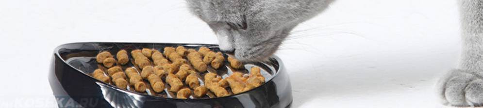 Как выбрать самый лучший сухой корм для кошек