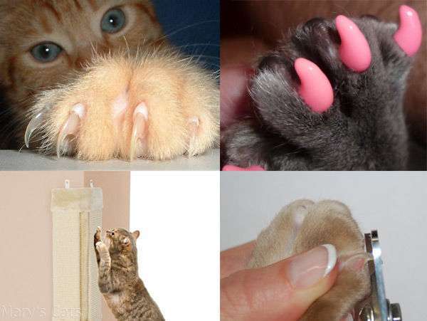 Можно стричь ногти кошкам. Стрижка когтей у кошек. Как подстричь когти коту. Приспособление для стрижки когтей у кота. Подстричь ногти коту.