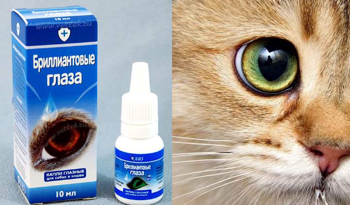 Глазные капли для кошек и котят при воспалении