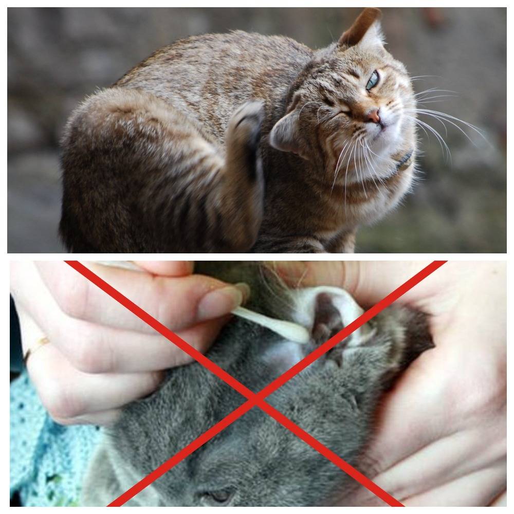 У кошки болит ухо