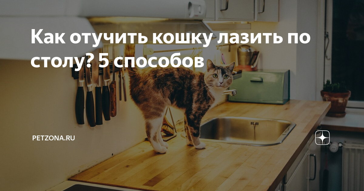 Как отучить кошку или кота лазить по столам, советы и практические рекомендации