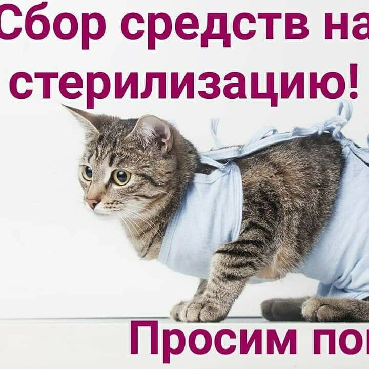 Что такое стерилизация кошки: виды, описание, последствия