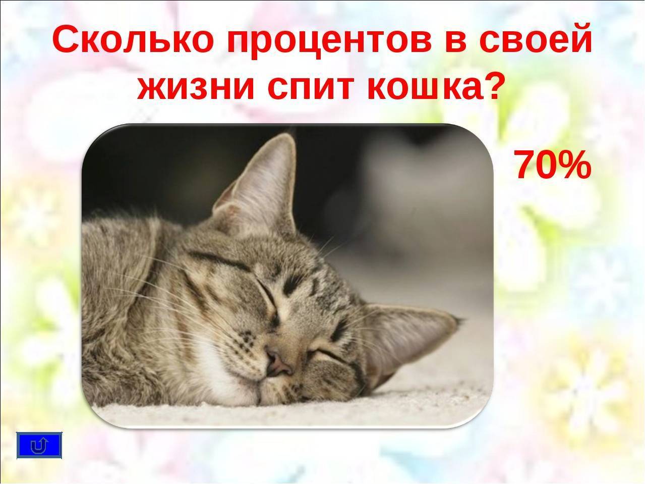 Сколько в среднем часов в сутки должны спать кошки: количество времени, которое котята и взрослые коты тратят на сон