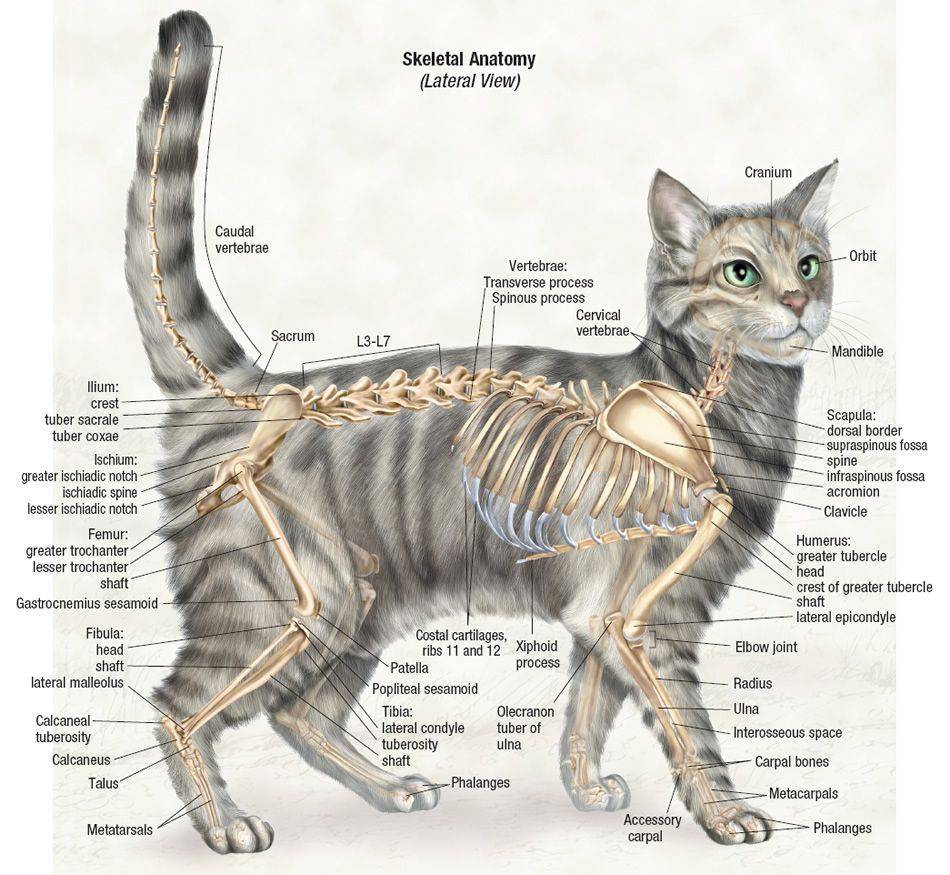 Строение скелета кота, кошки и котенка: фото с названием и описанием костей