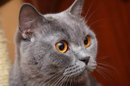 Парад окрасов абиссинских кошек: фавн, дикий, голубой, соррель и др.