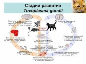 Как передается токсоплазмоз от кошки к человеку?