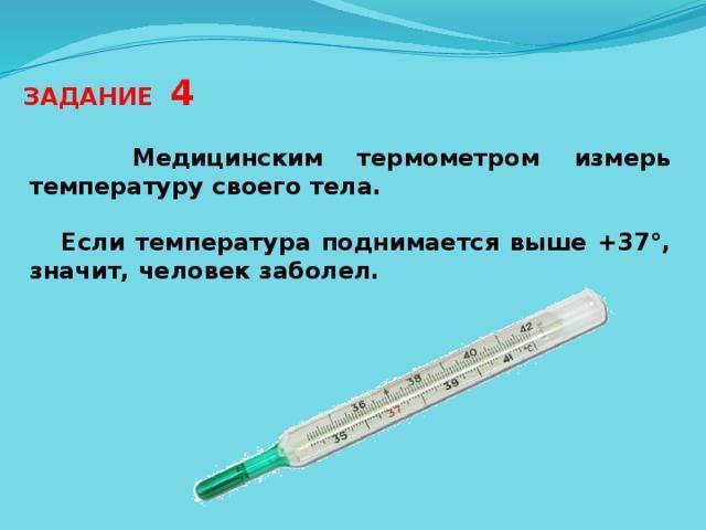 Как правильно измерить температуру у кошки, термометры и инструкция