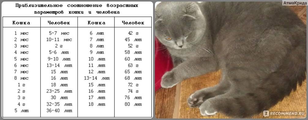 Есть ли у кошек память и какая она - oozoo.ru