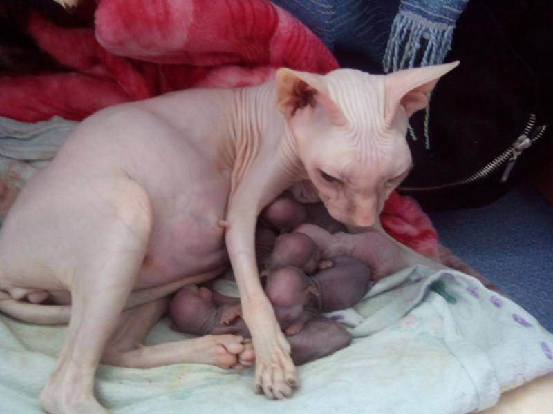 Почему кошка съедает своих котят. Новорожденные котята сфинкса. Сфинкс старые Детеныши. Как ухаживать за котятами после рождения. Новорожденный котенок сфинкса фото.
