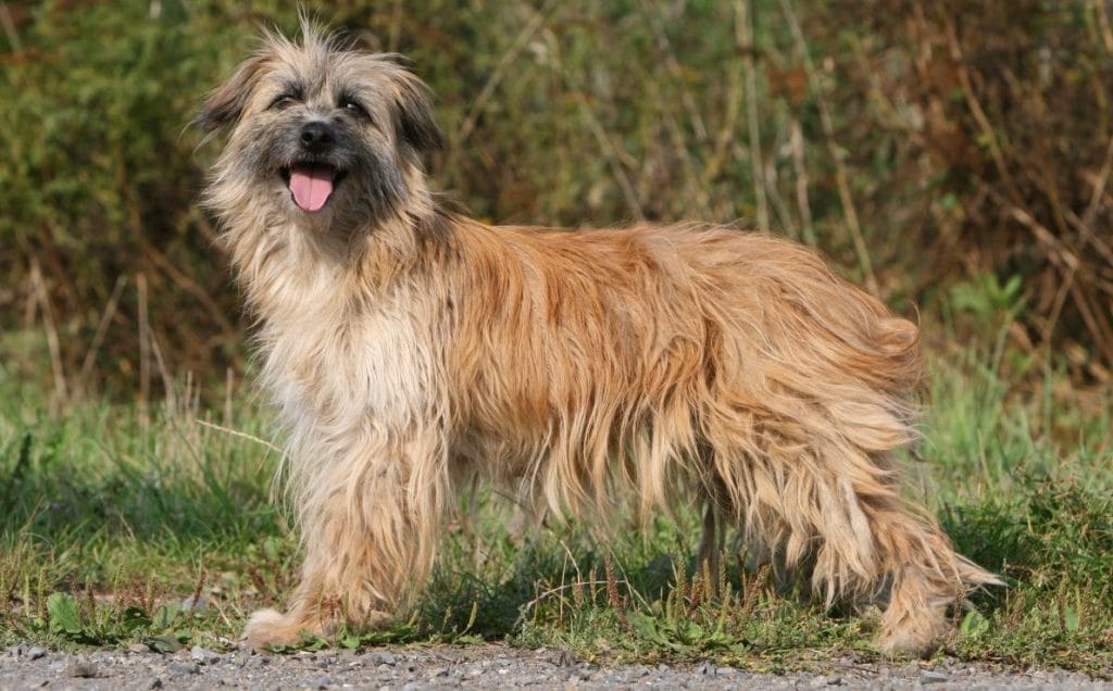 Всё о пиренейских горных собаках: внешний вид овчарки, характеристики, уход