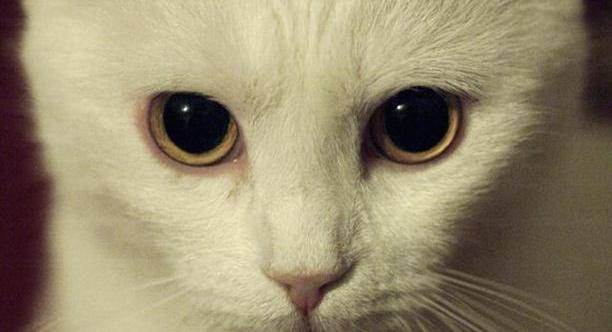 Когда открывают глаза котята, через сколько дней после рождения они начинают видеть?