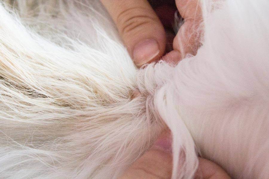 Болезень у кошки сальных желез