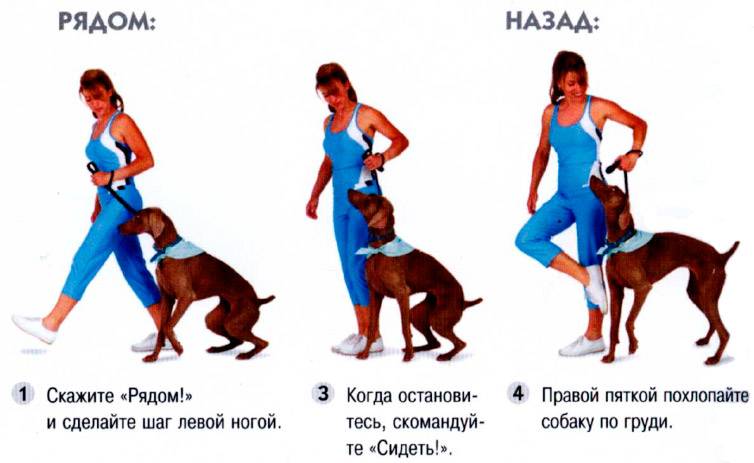 Как научить собаку команде сидеть - советы по дрессировке. видео: как приучить щенка или взрослую собаку сидеть - dogtricks.ru