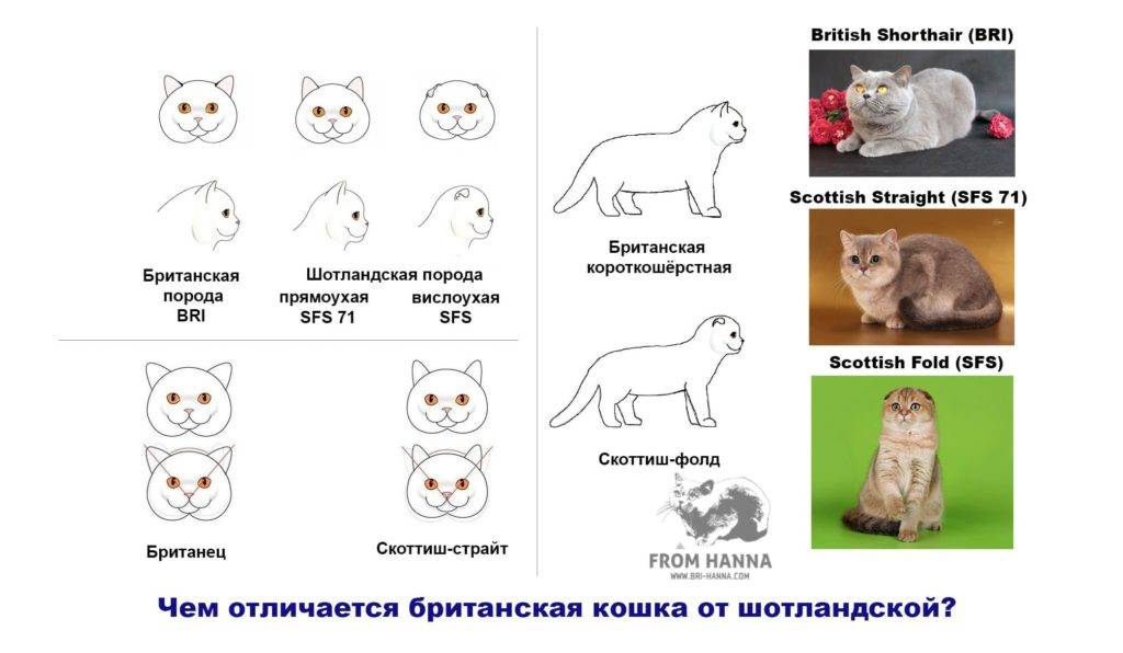 Чем отличаются британские кошки от шотландских? описание пород :: syl.ru