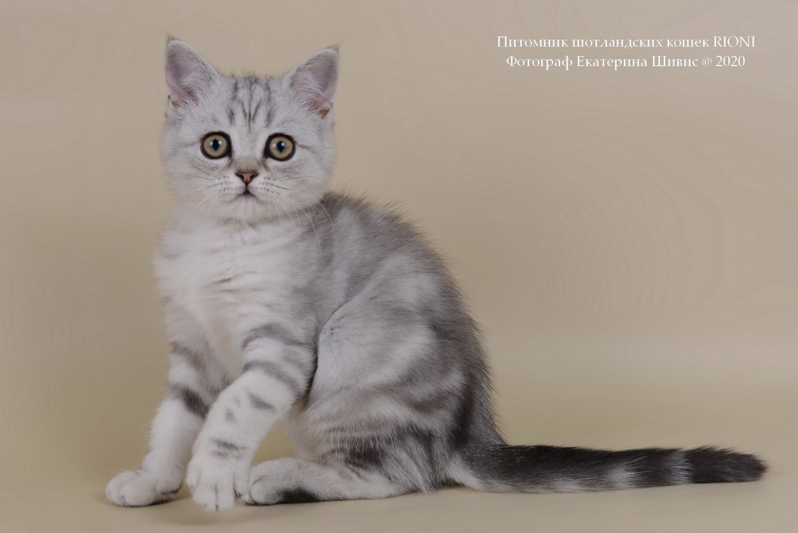кошка британской породы фото прямоухие