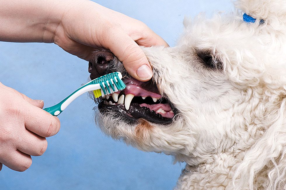 5 способов почистить зубы собаке в домашних условиях: уход за зубами