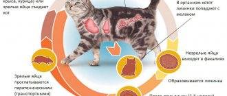 Огуречный цепень у кошек: признаки и симптомы глистов, способы лечения дипилидиоза