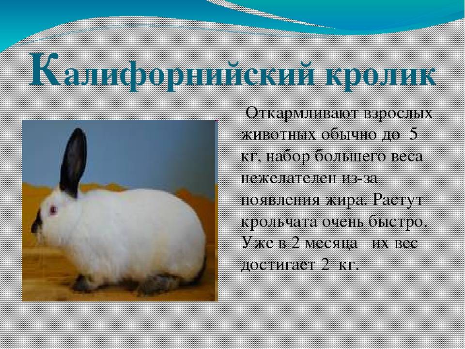 Калифорнийский кролик: описание породы и разведение