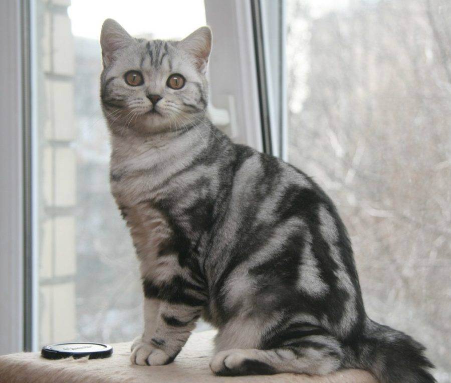 Скоттиш страйт шотландская короткошерстная прямоухая кошка