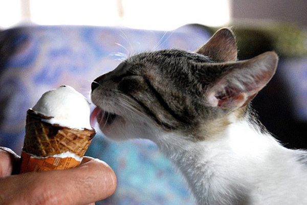 Можно ли кошкам мороженое: почему нельзя давать шоколадное, реакция котов на пломбир и другие. любят ли его котята и почему они едят сладкий десерт и застывают?