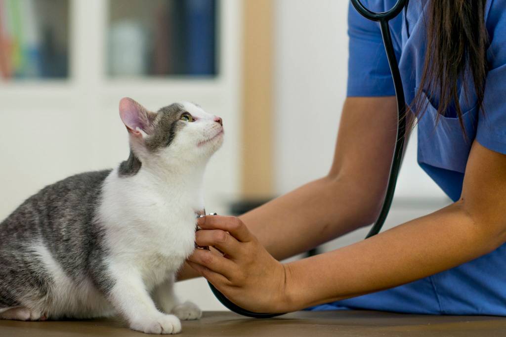 Энтерит у кошек: симптомы и лечение