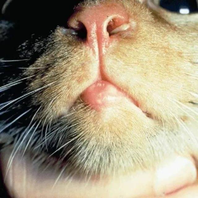 Эозинофильная гранулема у кошек: лечение, описание болезни, заразна ли для животных