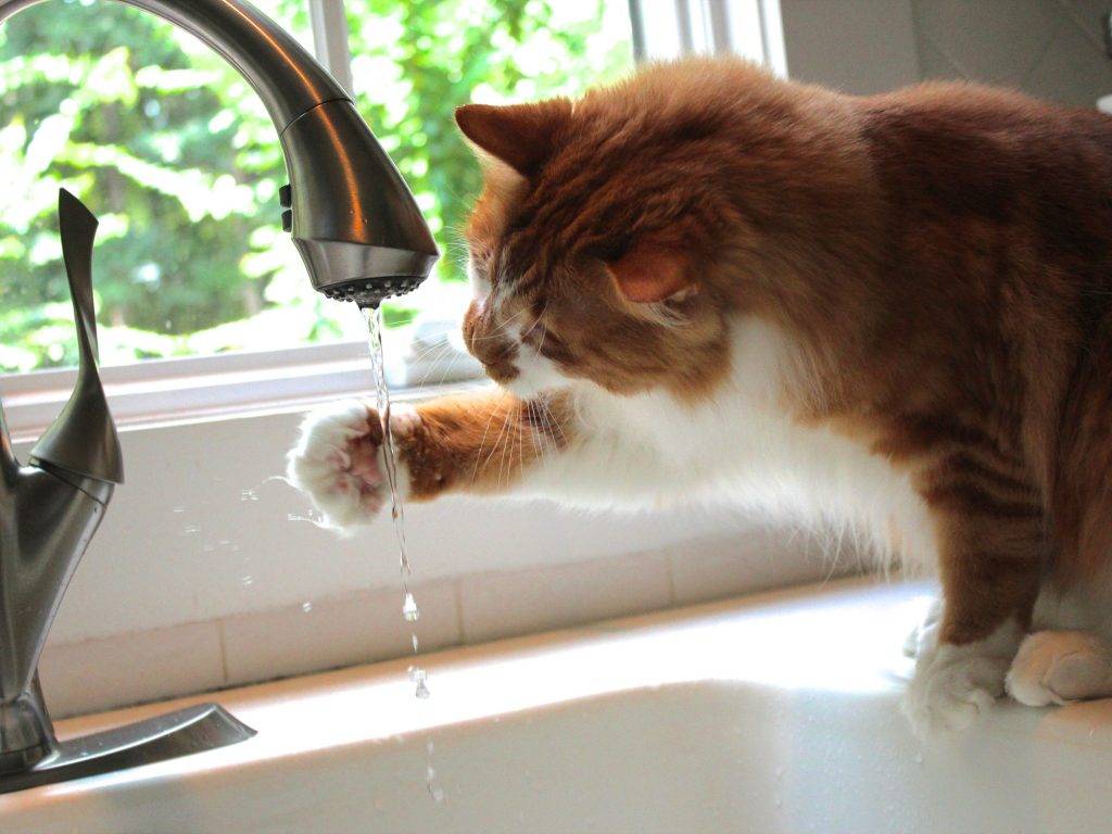 Котенок не пьет воду - что делать?
котенок не пьет воду - что делать?