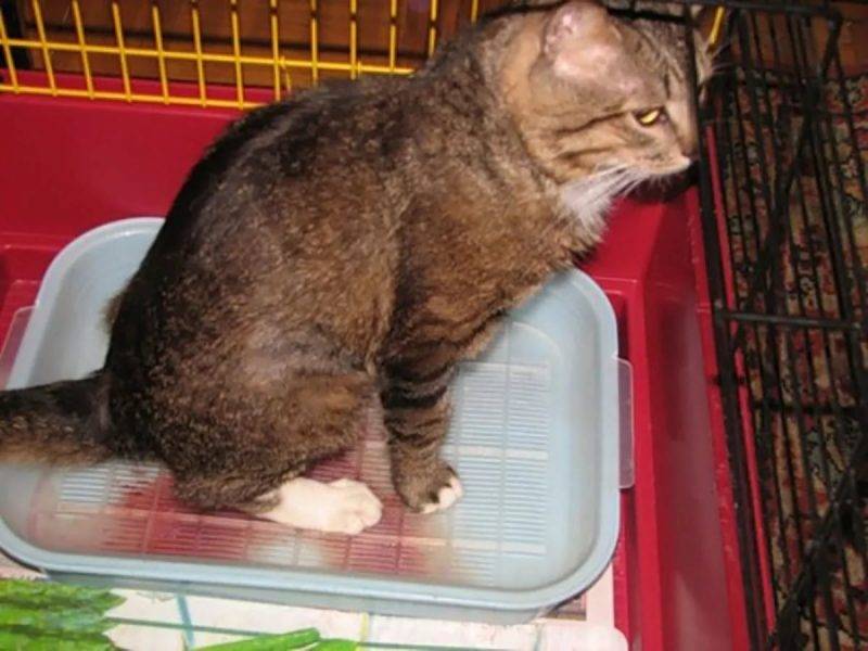Кот не может пописать: причины и как помочь в домашних условиях