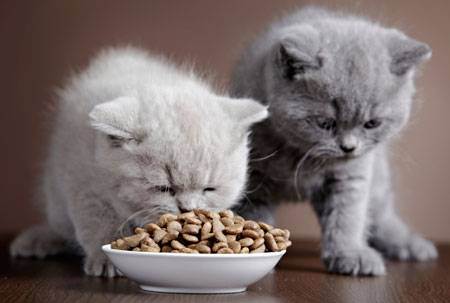 Какой хороший корм для кошек: отзывы ветеринаров и владельцев