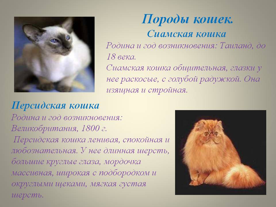 Обзор 7 пород кошек с кудрявой шерстью
