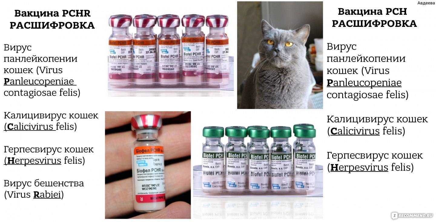 Прививки для кошек — сроки и основные правила вакцинации