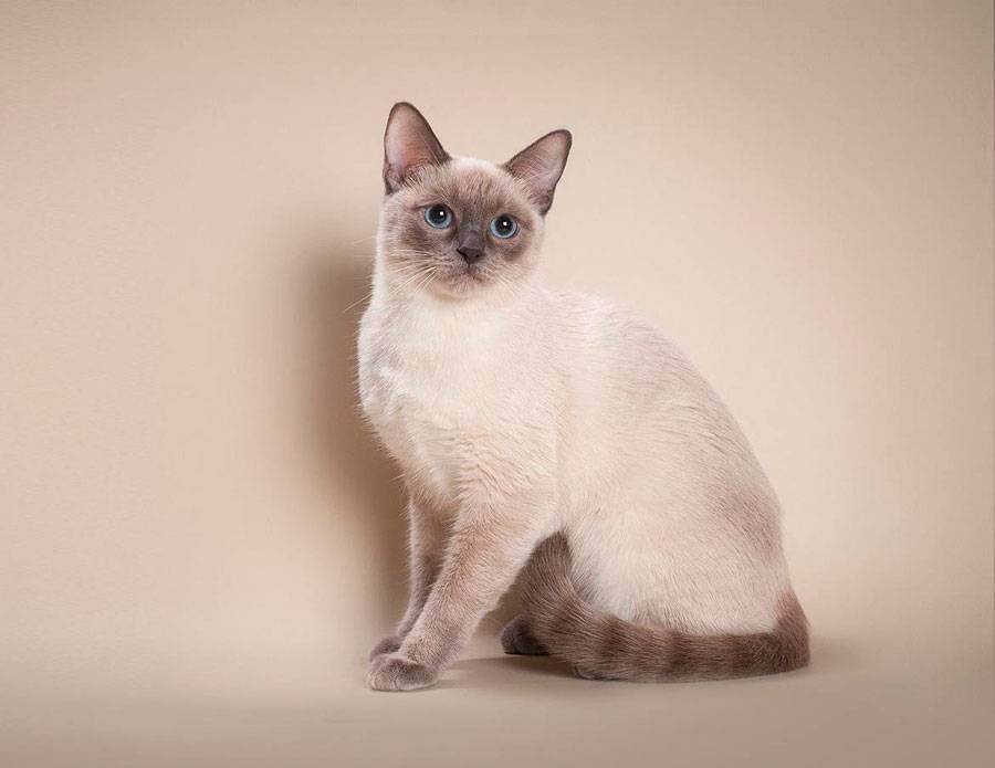 Гималайская кошка: 20 фото, описание внешнего вида и характера, цена котенка