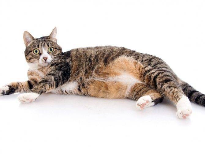 Признаки родов у кошек британок. длительность беременности британской кошки