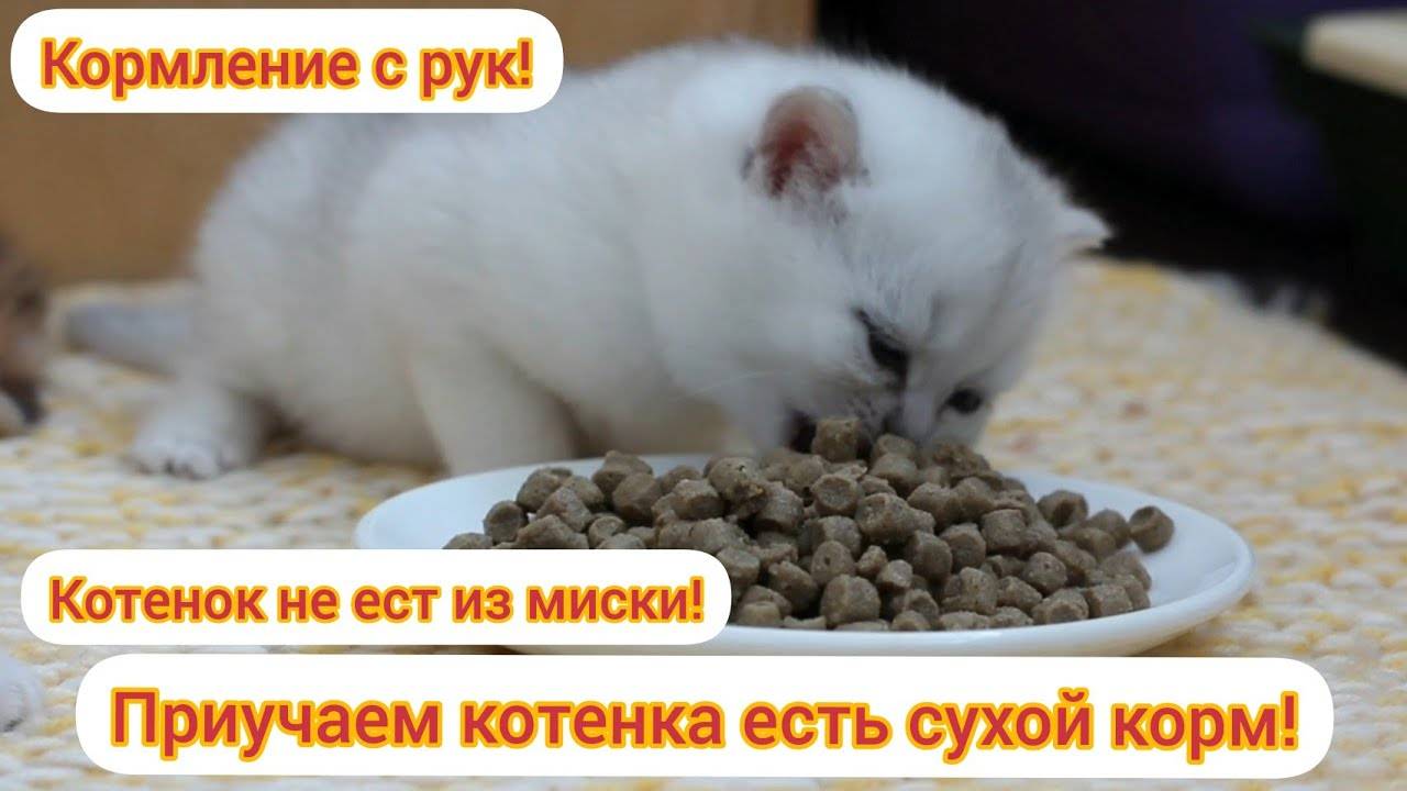 Котенок не ест сухой корм — почему и что делать?