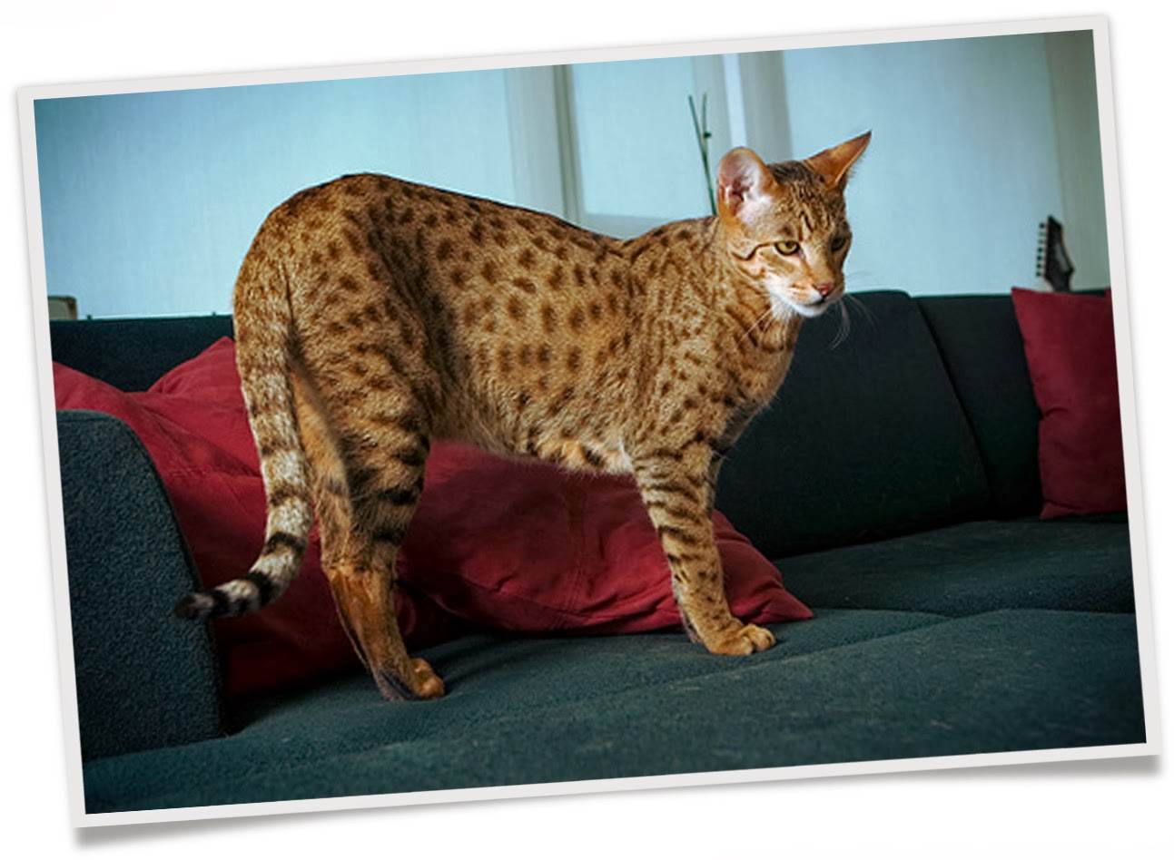 Кошка ашера: фото, описание, характер, содержание, отзывы